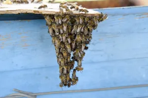 Honey Bees Prints: The beginning of the swarming of the bees