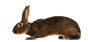 Benelux Wildlife Photography Prints: Belgian Hare in front of a white background