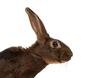 Wild Animal Photo Prints: Belgian Hare in front of a white background