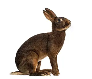 Studio Shot Europe Prints: Belgian Hare in front of a white background