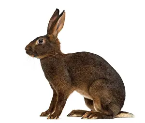 Cute Bunny Prints: Belgian Hare in front of a white background