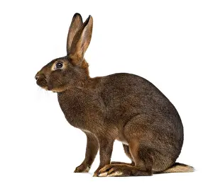Studio Shot Europe Prints: Belgian Hare in front of a white background