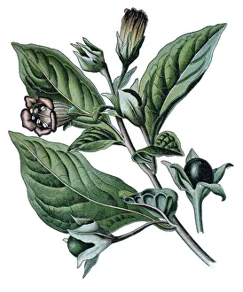 Deadly Nightshade Prints: Belladonna, Devil's Berries