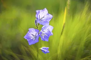 Deserted Botanical Garden Prints: Bellflower