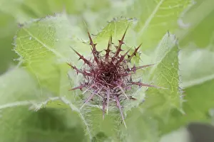 German Medicinal Plants Prints: Benedict's weed (Centaurea benedicta)