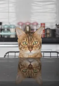 Cat Breed Photography Prints: Bengal cat looking out from the table with reflection