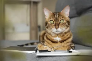 Feliformia Animal Portrait Prints: Bengal cat on the sofa with an open notebook or notepad