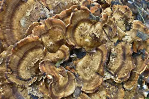 Beauty In Austrian Nature Prints: Benzoin Bracket (Ischnoderma benzoinum)