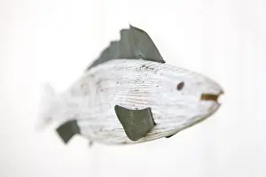 Studio Wildlife Photography Prints: BfLAdSJAuBM