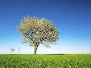 Cherry Tree In Bloom Prints: Big flowering cherry tree in spring