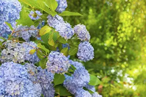 Bigleaf Hydrangea Prints: Bigleaf hydrangea (Hydrangea macrophylla)