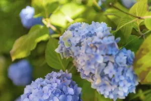 Bigleaf Hydrangea Prints: Bigleaf hydrangea (Hydrangea macrophylla)