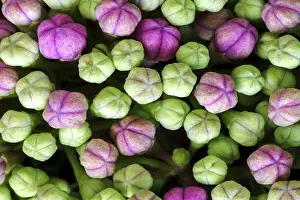Mophead Hydrangea Details Prints: Bigleaf Hydrangea (Hydrangea macrophylla)