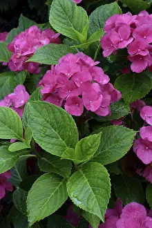 Bigleaf Hydrangea Prints: Bigleaf Hydrangea (Hydrangea macrophylla)