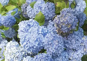 Bigleaf Hydrangea Prints: Bigleaf hydrangea (Hydrangea macrophylla)