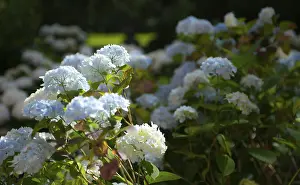 Bigleaf Hydrangea Prints: Bigleaf hydrangea (Hydrangea macrophylla)