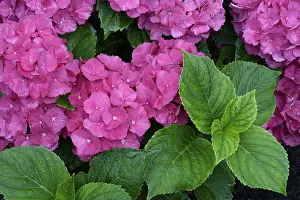 Bigleaf Hydrangea Prints: Bigleaf Hydrangea (Hydrangea macrophylla)