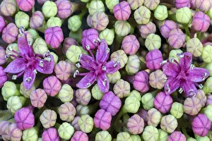 Southern Germany Botany Prints: Bigleaf Hydrangea (Hydrangea macrophylla)