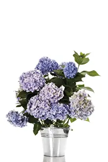 Bigleaf Hydrangea Prints: Bigleaf Hydrangea (Hydrangea macrophylla)