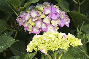 Bigleaf Hydrangea Prints: Bigleaf hydrangea (Hydrangea macrophylla) flowering