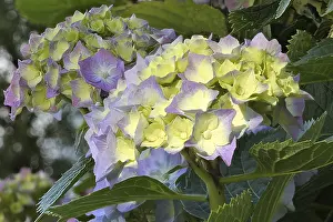 Bigleaf Hydrangea Prints: Bigleaf hydrangea (Hydrangea macrophylla) flowering