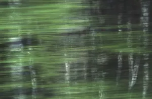 Green Vegetation Prints: Birch