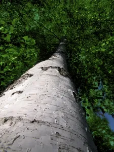 Birch Tree Prints: Birch