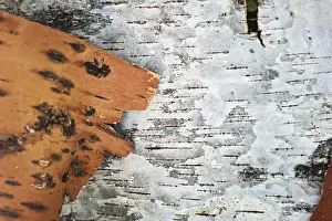 Nature Plant Backgrounds Prints: The birch bark as background