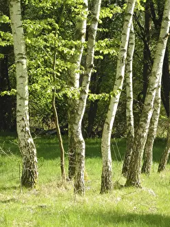 Travel Photography Forest Scenes Prints: Birch, birch, row of trees, spring forest