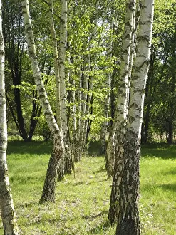 Open Air Landscapes Prints: Birch, birch, row of trees, spring forest