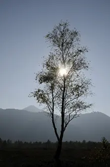 Birch Tree Prints: Birch, birch, tree, sun, backlight
