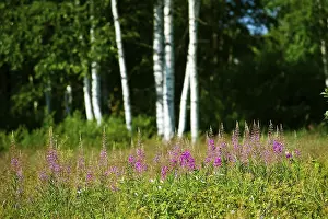 Prints of Birch forest with lupines, Lake Peipus, Peipsi jaerv, Estonia, Baltic States, Northeast Europe Estonia Prints: Birch Forest with Lupines, Lake Peipus Print, Estonia