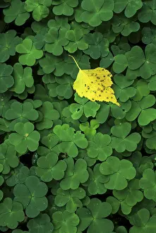 Autumn Foliage Prints: Birch leaf on clover