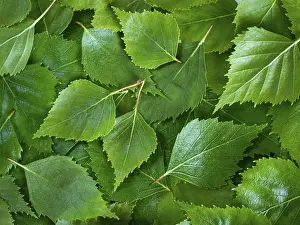 Deciduous Tree Texture Prints: Birch leaves texture background