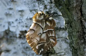 Wildlife Mating Behavior Prints: Birch moth, mating