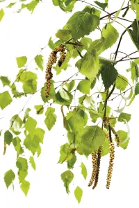 Framed Print : Birch Pollen Print Framed Print : Birch Pollen Print