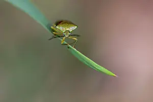 Framed Print : Birch Shieldbug Print on Grass Framed Print : Birch Shieldbug Print on Grass