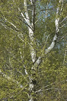 Betula Pendula Prints: Birch trees (Betula pendula), foliation