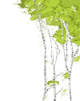 White Background Template Prints: Birch trees romantic vector template on white background