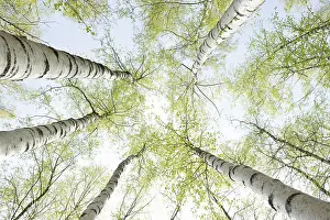 Birch Trees In Spring Prints: Birch trees in spring, frog perspective