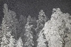Swedish Forest Scenery Prints: Birches and spruces during snowfall