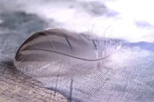 Empty Studio Background Photo Prints: Bird feather on a document