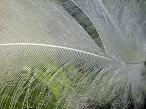 No People Outdoor Shot Prints: Bird Feather - Feather