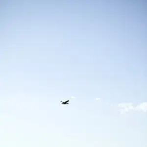 Lonely Bird Prints: Bird flying