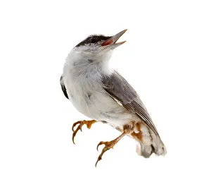 Prints of Bird isolated on a white background. nutcracker Nuthatch Prints: Nutcracker Bird Print - ImageBROKER