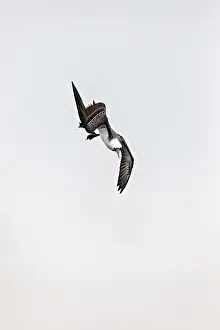 Prints of A bird plunges dynamically from the sky towards the ground Pelican Prints: A Bird Plunges: Guanotlpel Print