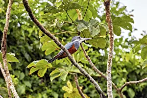 Kingfisher Prints: Red-Breasted Kingfisher Print: Amazon Basin Bolivia