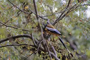 Bird In Tree Prints: A bird sits among the branches of a tree