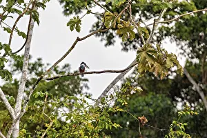 Kingfisher Prints: Red-Breasted Kingfisher Print: Amazon Basin Scene
