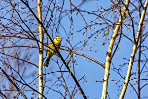 Blue Sky Wildlife Photography Prints: A bird sitting on thin branches of a tree